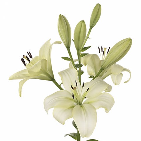 Lily LA. Gerrit