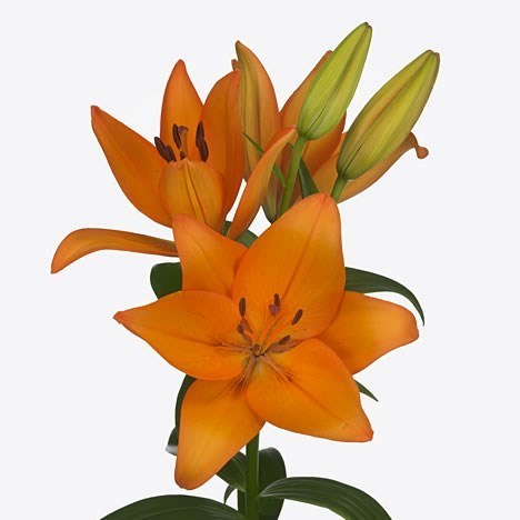 Lily LA. Herenica