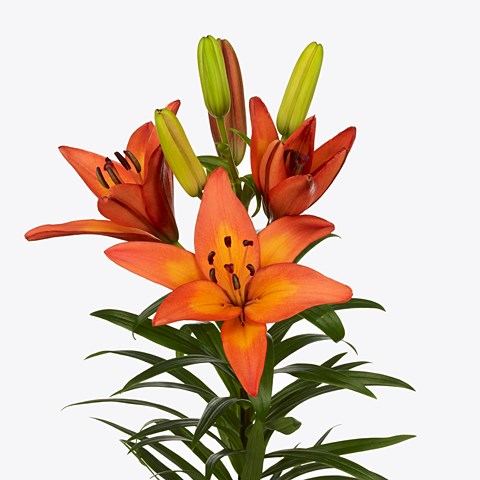 Lily LA. Lucifer