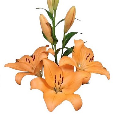 Lily LA. Menton