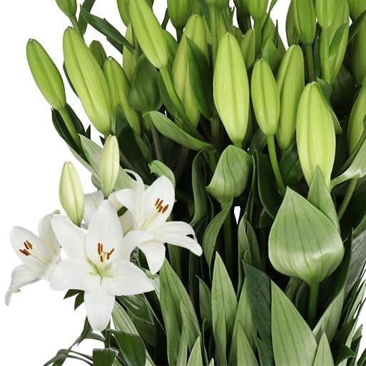 Lily LA. Mercato