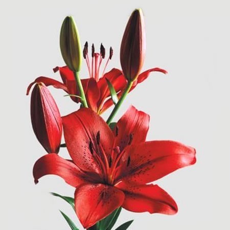 Lily LA. Original Love