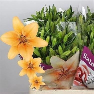Lily LA. Salmon Classic