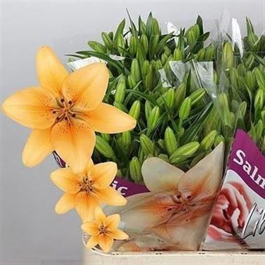 Lily LA. Salmon Classic