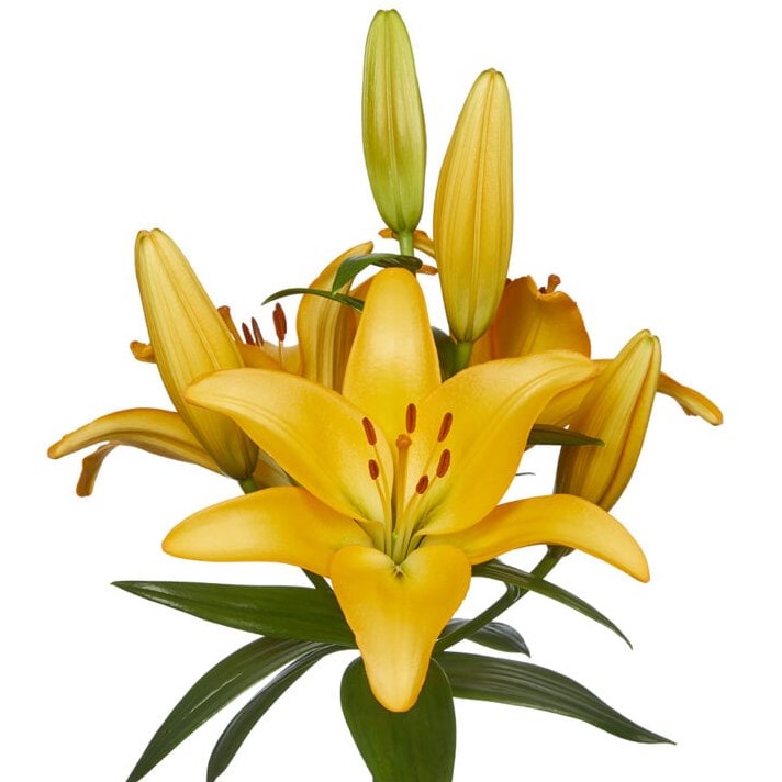 Lily LA. Sunny Day