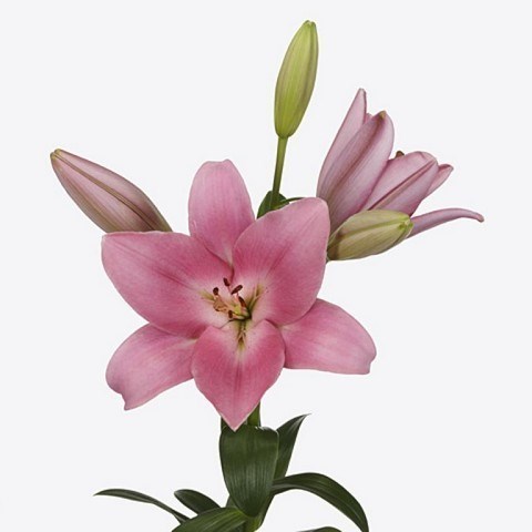 Lily LA. Tirreno