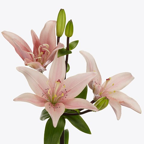 Lily LA. Twinlife Pink