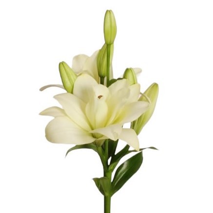 Lily LA. Twinlife White