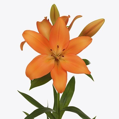 Lily LA. Valencia