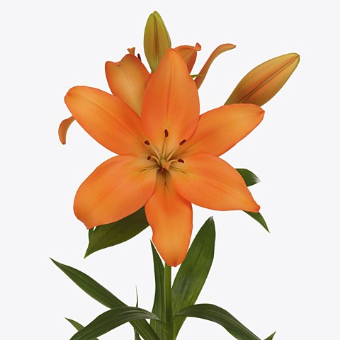 Lily LA. Valencia