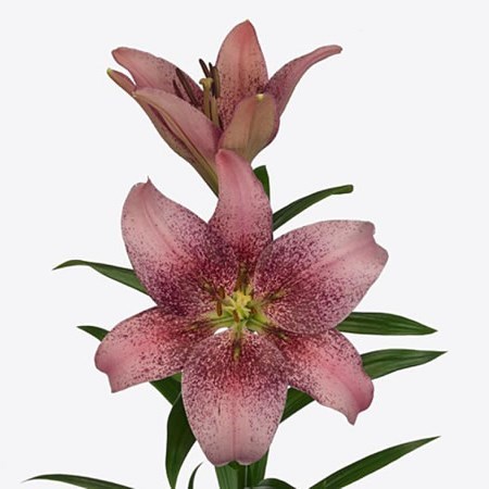 Lily LA.Spotify Pink