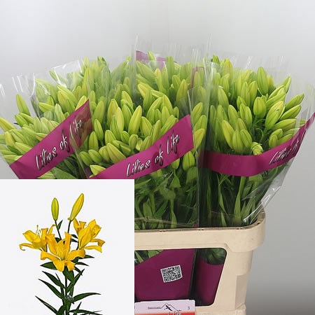 Lily La. Double Gold