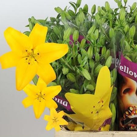 Lily La. Yellow Diamond