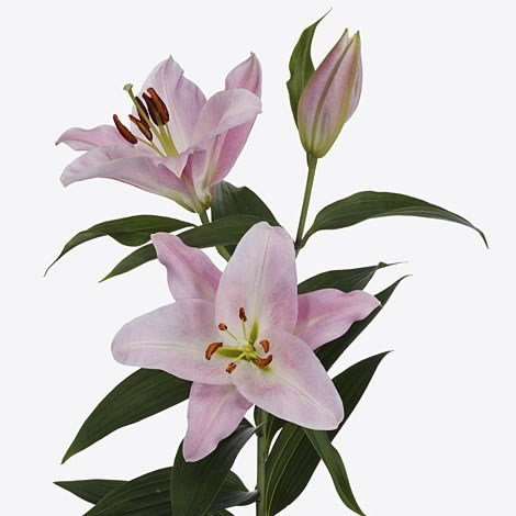 alonso oriental lily