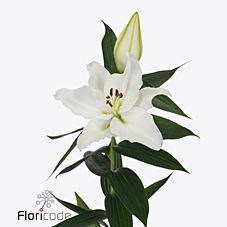 Lily Oriental - Arctic Star