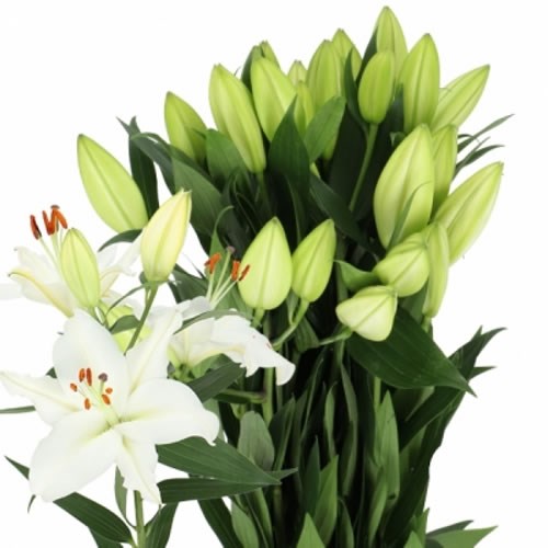 Lily Oriental - Ariosto