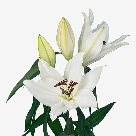 Lily Oriental - Avventura