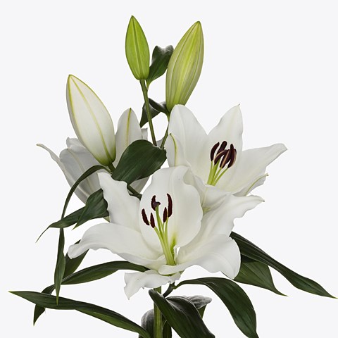 Lily Oriental - Bendigo