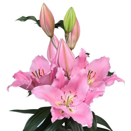 Lily Oriental - Benson Pink