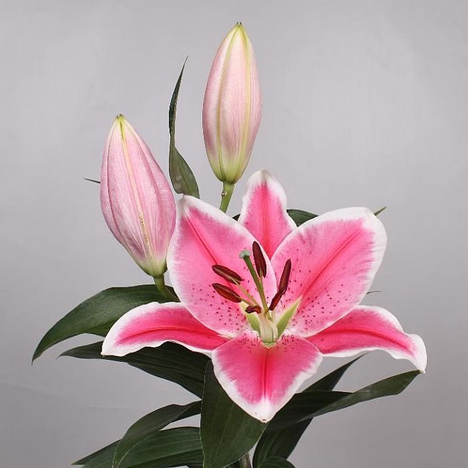 Lily Oriental - Charming