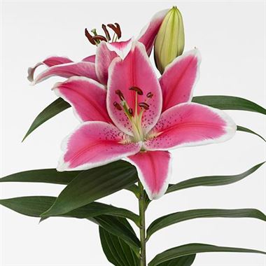 Lily Oriental - Charming