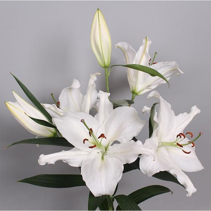 Lily Oriental - Crystal Blanca