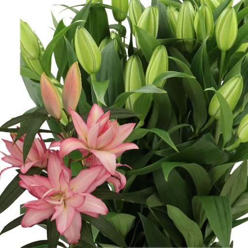 Lily Oriental Double Dutch Fluoriet