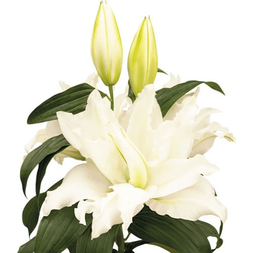 Lily Oriental - Dutch Crystal