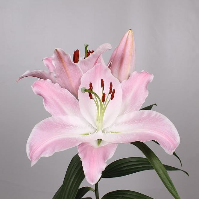 Lily Oriental - Energetic
