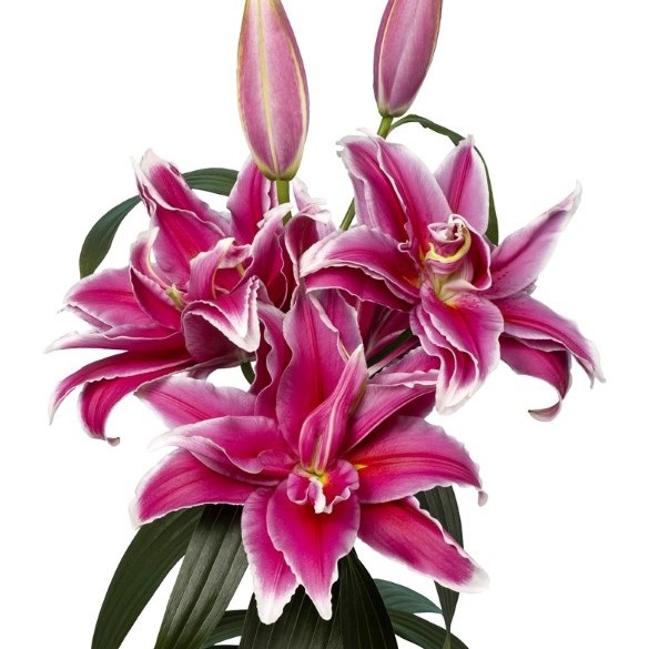Lily Oriental - Fabienne