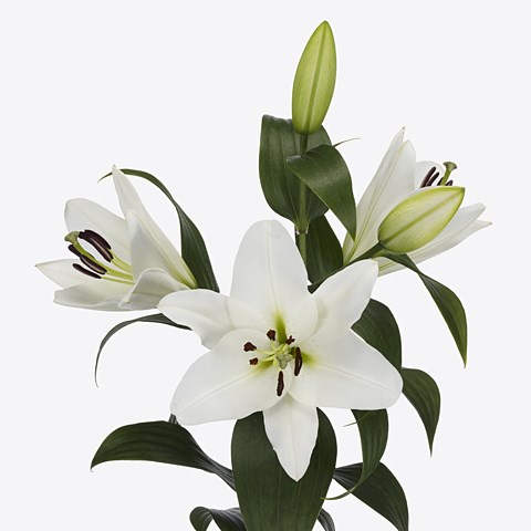 Lily Oriental - Franson