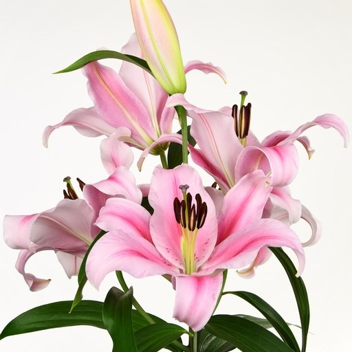Lily Oriental - Frontera