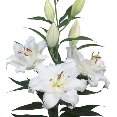 Lily Oriental - Guapa