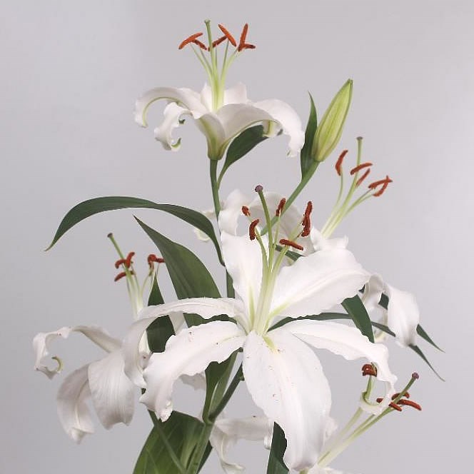Lily Oriental - Helvetia