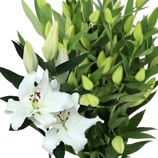 lily RL Azra | Zabo Plant