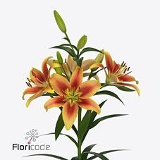 Lily Oriental - Kaveri