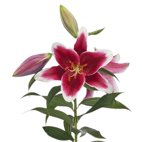 Lily Oriental - King Solomon