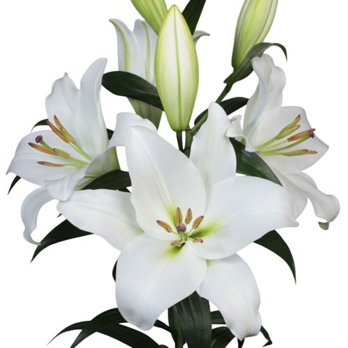 Lily Oriental - Le Pristine