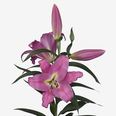 Lily Oriental - Maldano
