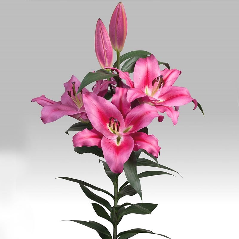 Lily Oriental - Marengo