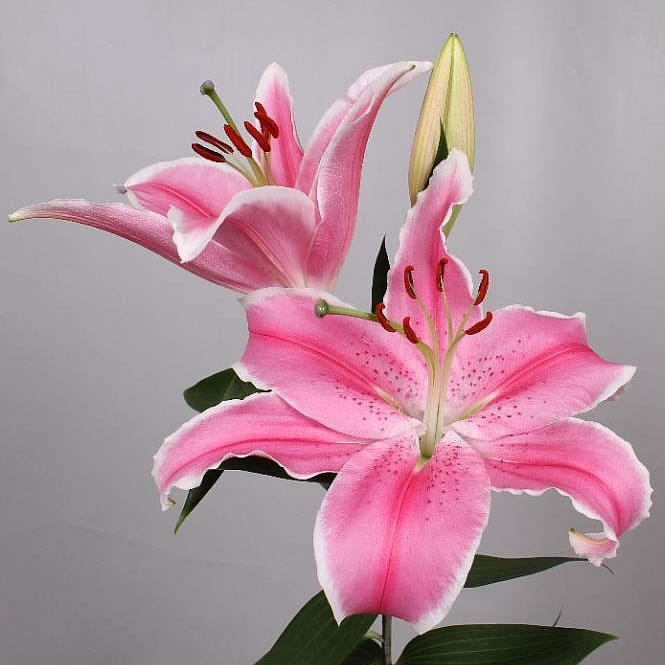 Lily Oriental - marlon