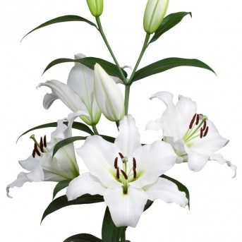 Lily Oriental - Maytime