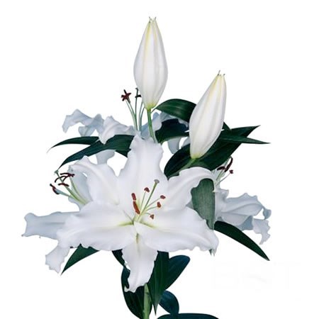 Lily Oriental - Monteneu