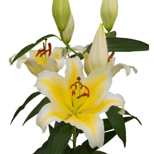 Lily Oriental - Nesso
