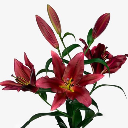 Lily Oriental - Noble Star