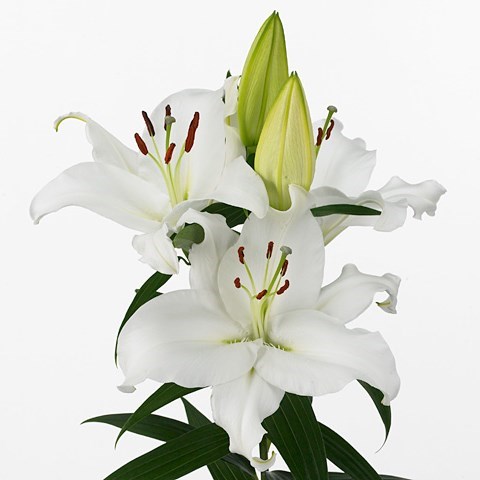 Lily Oriental - Pacific Ocean