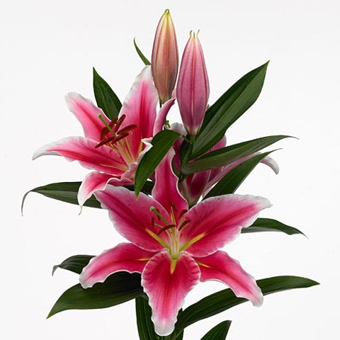Lily Oriental - Paradero
