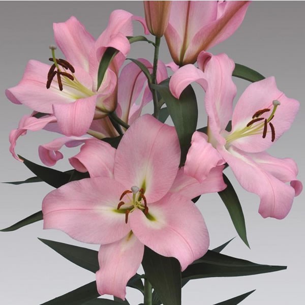 Lily Oriental - Pink Mist