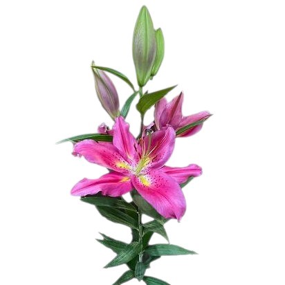 Lily Oriental - Purpinca