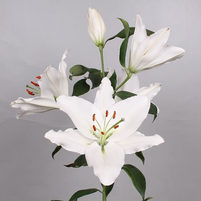 Lily Oriental - Rialto